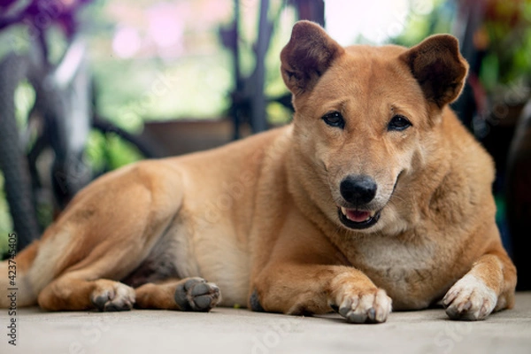 Obraz Eyes and gaze of the brown dog lying on the ground. Domestic animals in Thailand.