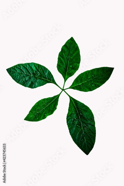 Obraz green leaves isolated on white background