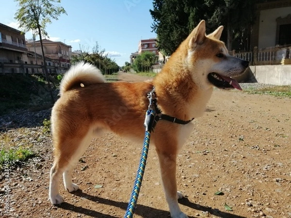 Obraz dog on the beach