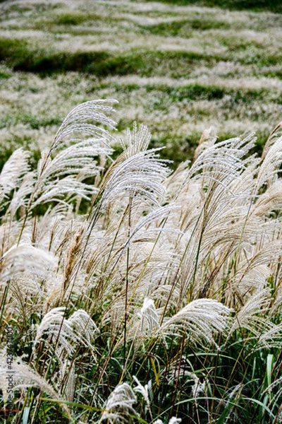 Obraz grass in the wind