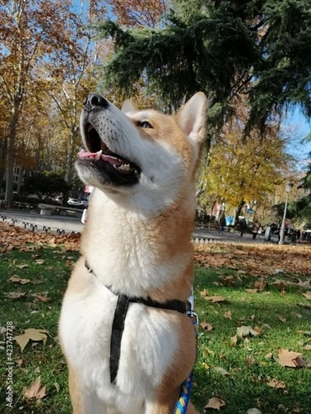 Obraz dog in the woods