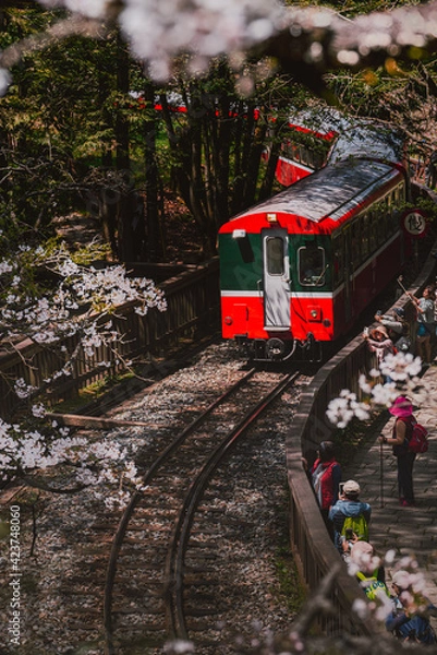 Fototapeta Spring concept-forest train on railway with beautiful cherry blossom in Alishan National park, Taiwan,