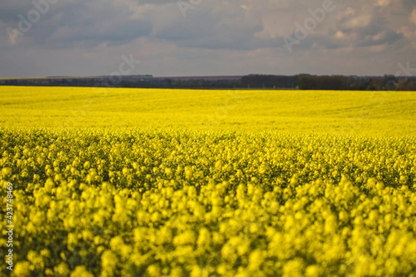 Fototapeta rapeseed field in spring