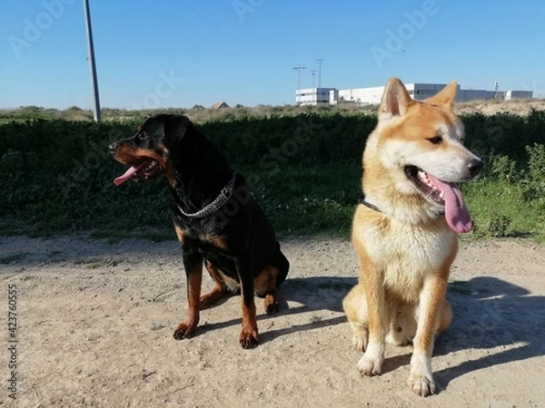 Obraz two dogs on the beach