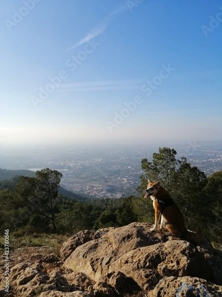 Obraz dog on the rocks