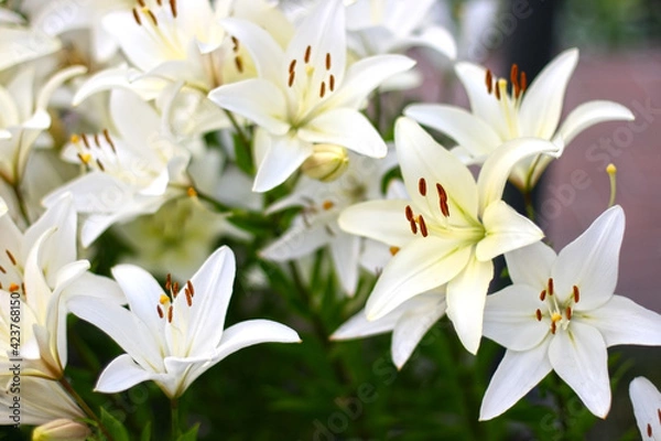 Fototapeta Photo of white lily flowers in the garden with green background. Summer concept. Floral background for web site, greeting card, banner, flower shop.