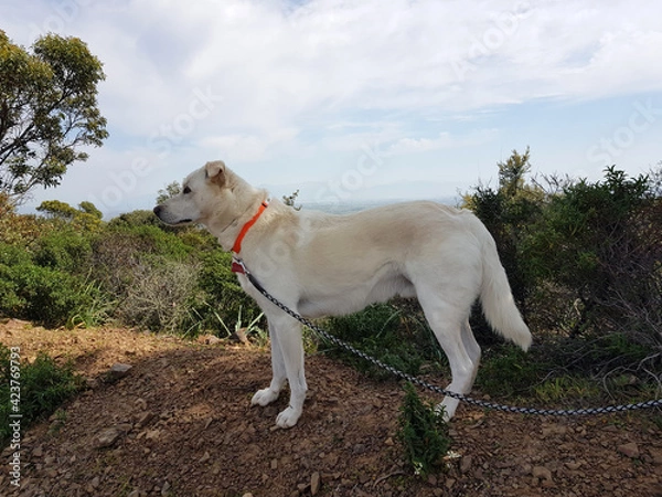 Fototapeta Cane al guinzaglio