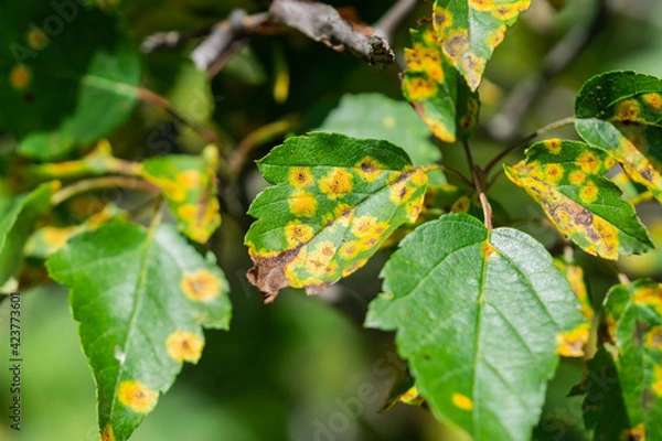 Obraz Cedar Hawthorn Rust on Hawthorn Leaves