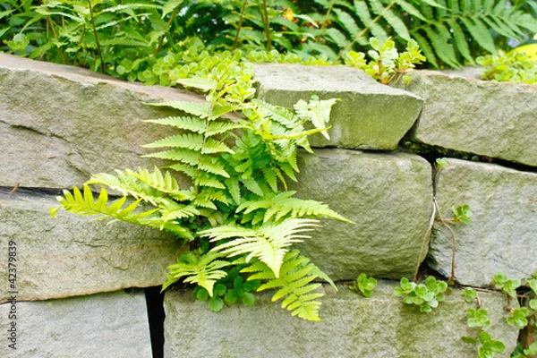 Obraz Farn an Steinmauer