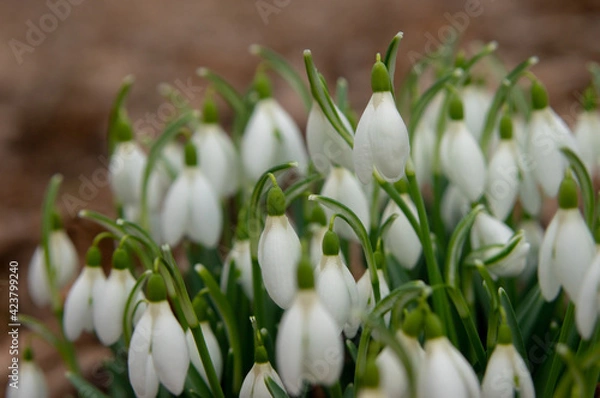 Obraz Spring snowdrop flowers