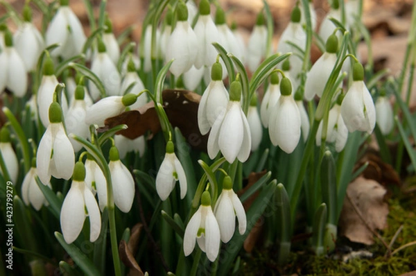 Obraz Spring snowdrop flowers