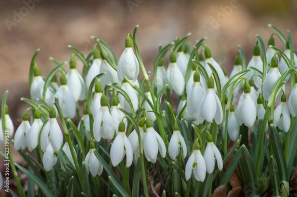 Obraz Spring snowdrop flowers