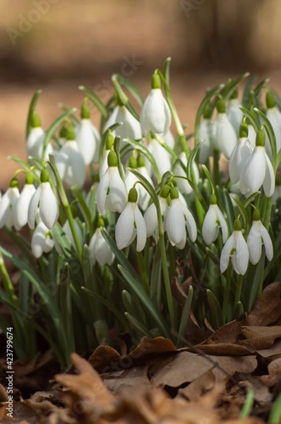 Obraz Spring snowdrop flowers
