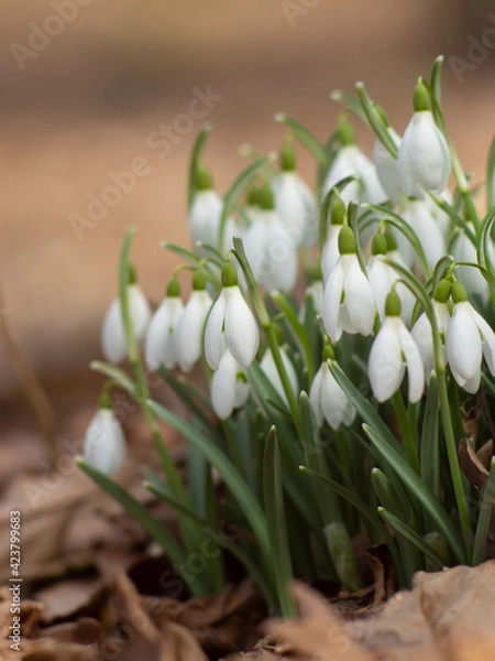Obraz Spring snowdrop flowers