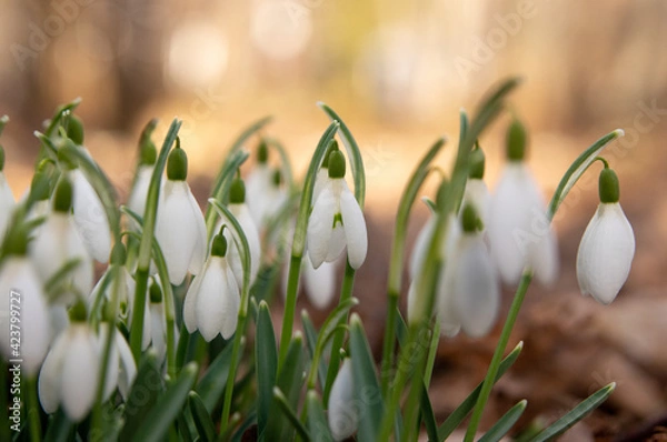 Obraz Spring snowdrop flowers