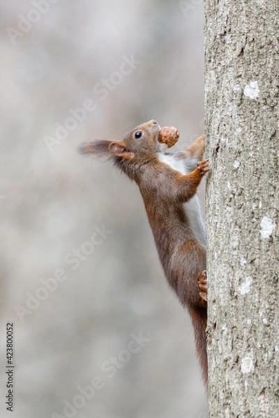 Fototapeta Squirrel with pinecone