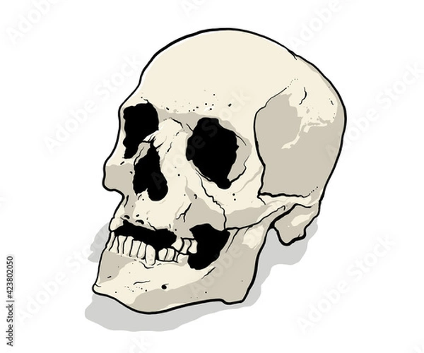 Obraz Ancient style Skull with white background. 