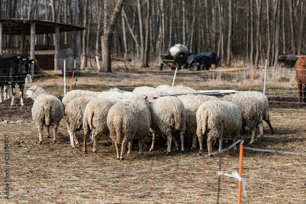 Fototapeta Sheep eat on the farm