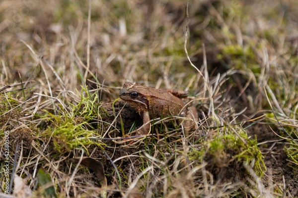 Fototapeta Close-up of a frog in the grass