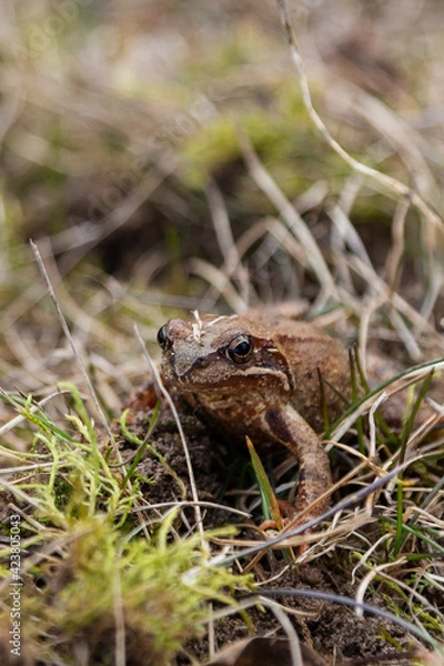 Fototapeta Close-up of a frog in the grass
