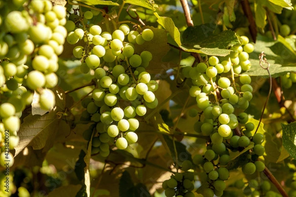 Fototapeta Close-up of a bunch of green grapes on a vine