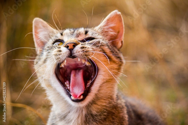 Fototapeta Ziewający Dziki Kot