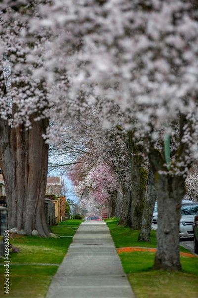 Obraz カナダ、バンクーバーで毎年春に見られる桜通り