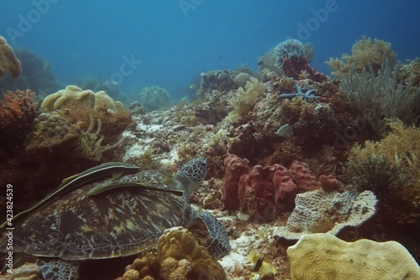 Obraz Green turtle relaxing on the corals