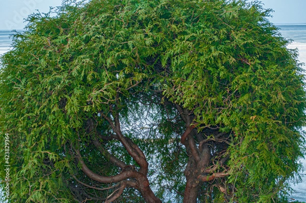 Obraz tree arch on the shore