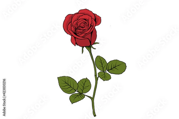 Obraz red rose isolated on white
