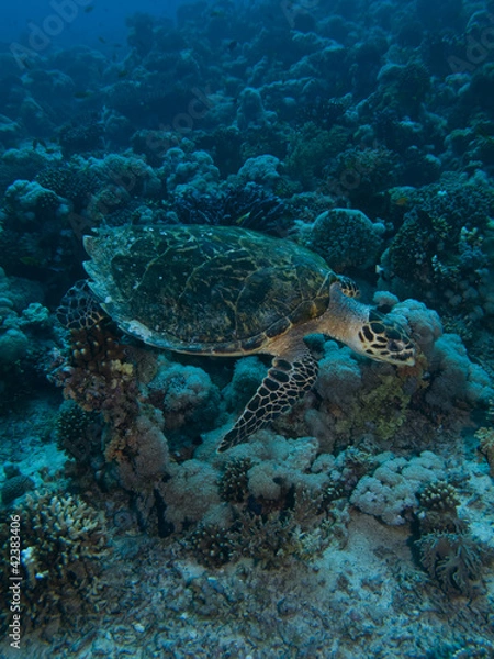 Fototapeta Hawksbill Turtle	(Eretmochelys imbricata)
