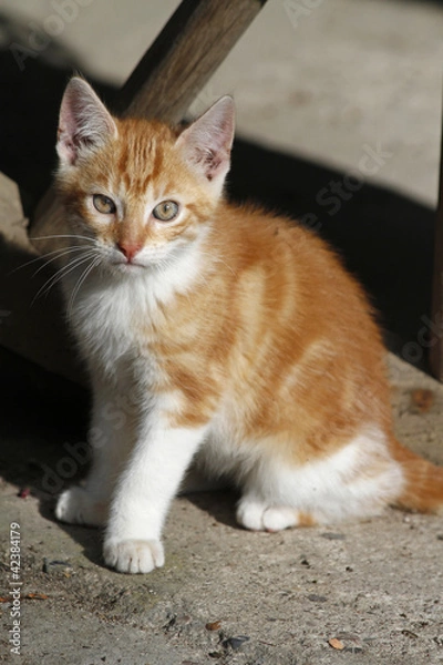 Fototapeta Katzenwelpe