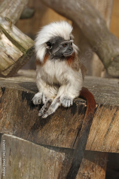 Fototapeta Lisztäffchen