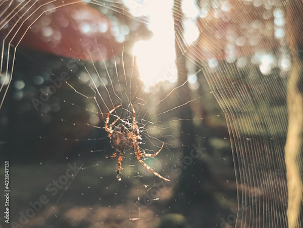 Fototapeta spider in the web