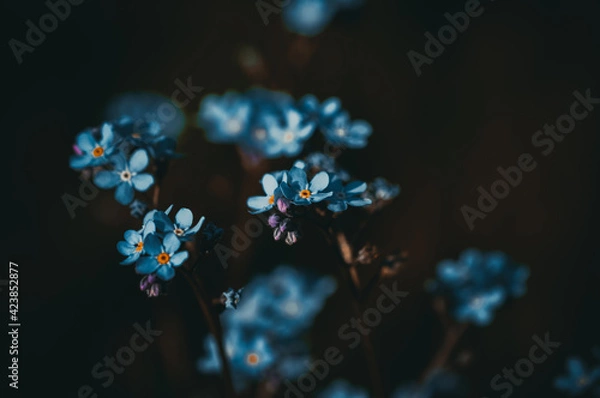 Fototapeta Forget-me-not. Blue flower.
Macro photography.