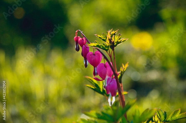 Fototapeta Flower broken heart.Flower bleeding heart.