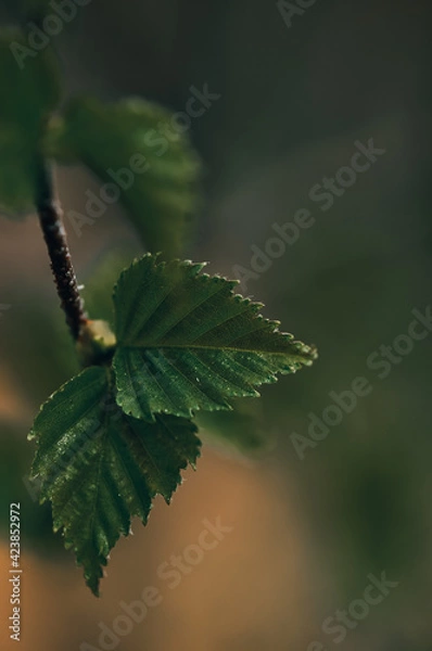 Obraz Buds on the trees. Spring awakening. Macro nature.Young leaves on trees.Birch leaves.