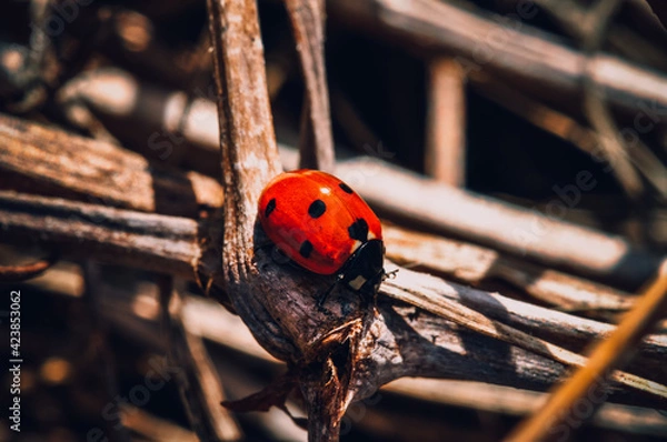 Obraz The insect is a ladybug.