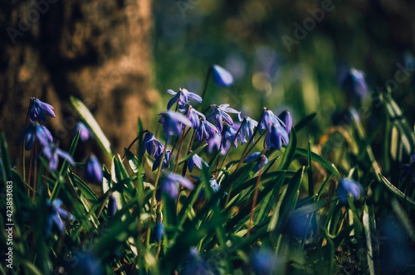 Obraz Early spring. Spring awakening. The first flowers. Spring forest.