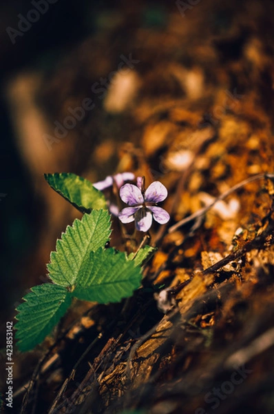 Fototapeta Young plants. Spring bloom. Nature in the forest. Blooming strawberries.