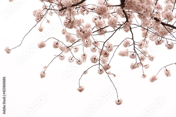 Obraz Drooping pick cherry flowers on white background
