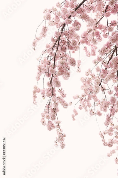 Obraz Drooping pink cherry branches on white background