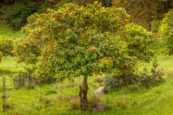 Obraz oranges on a tree