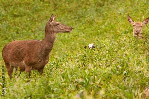 Obraz deer in the grass