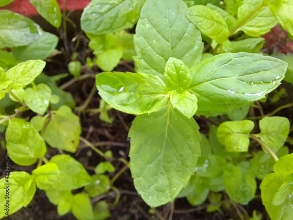 Obraz Mint plant in a pot