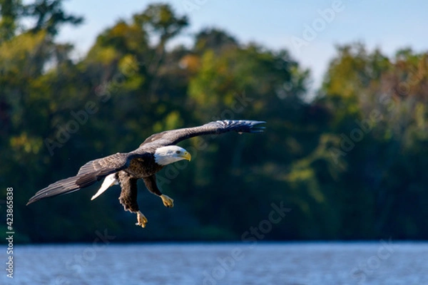 Obraz Bald Eagle
