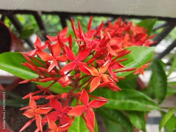 Obraz Red Ixora Coccinea Flowers Close-up