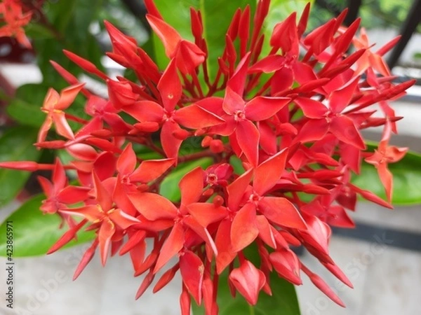 Obraz Fresh Red Ixora Flowers Bunch