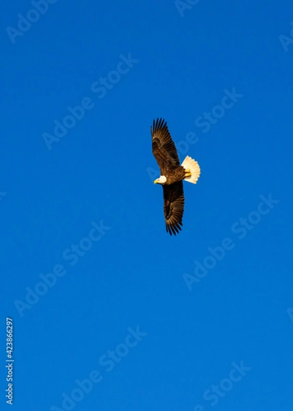 Obraz Bald Eagle