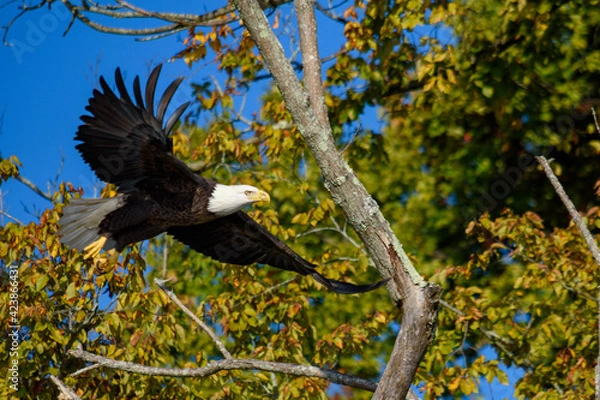 Obraz Bald Eagle